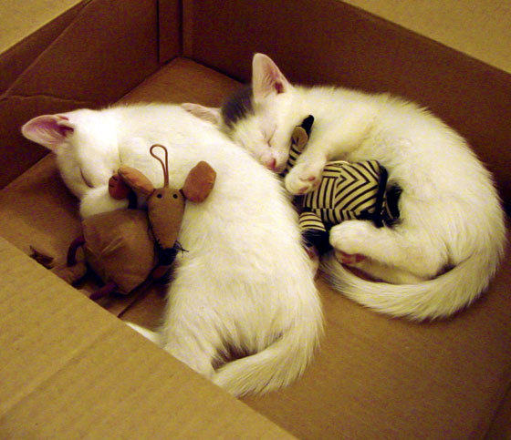 IM体育官网入口-库里全程高能输出，开拓者碾压山西队，一场跨越地域的篮球对话